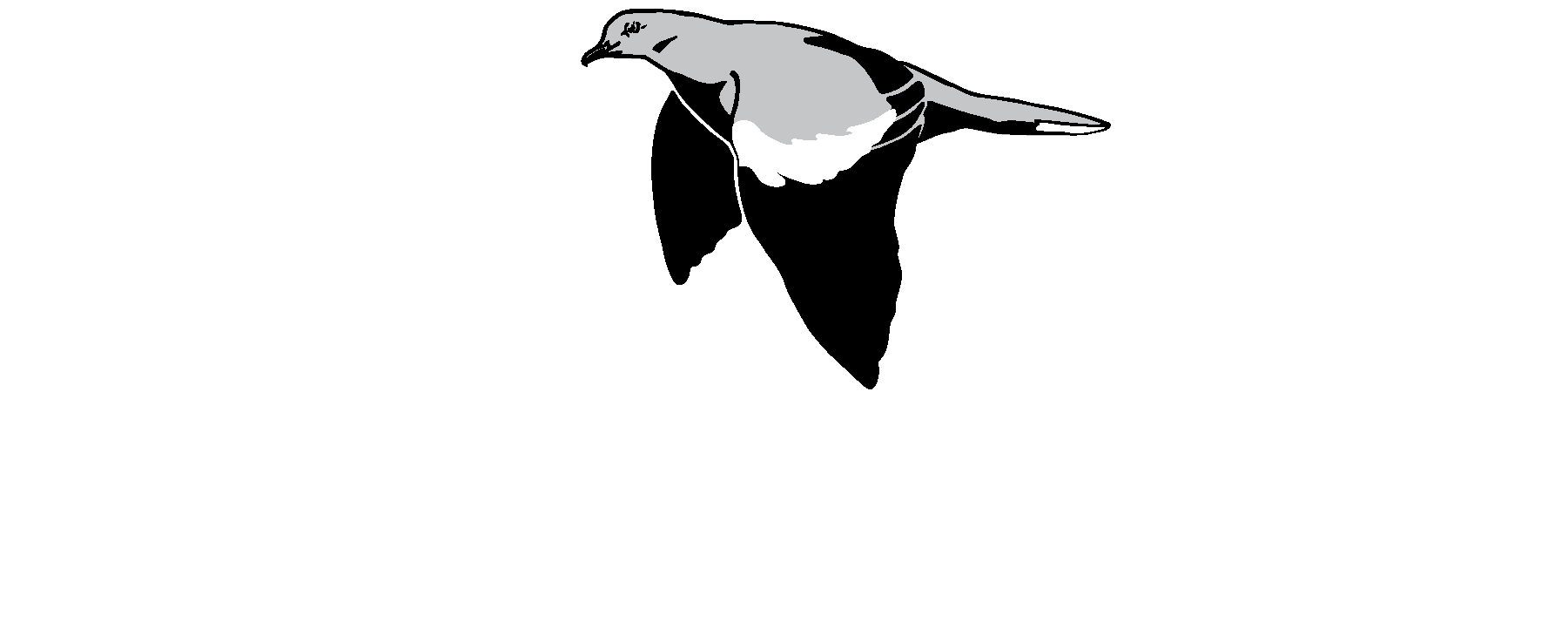 White Wing Construction Services