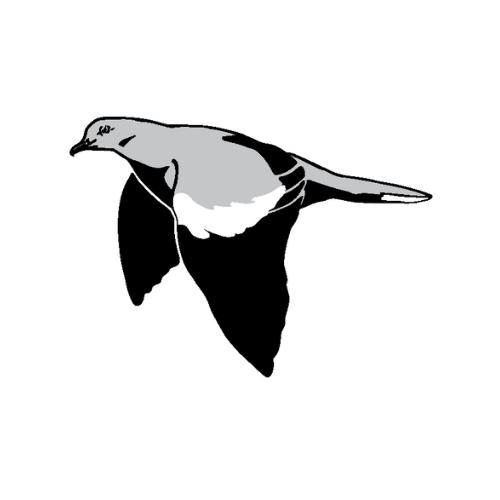 White Wing Logo Icon, Bird